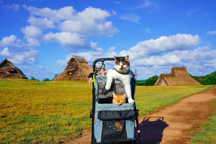 Traveling Cats: 30 Purrfect Photos Of Two Cats Accompanying Their Humans Around Japan (New Pics)