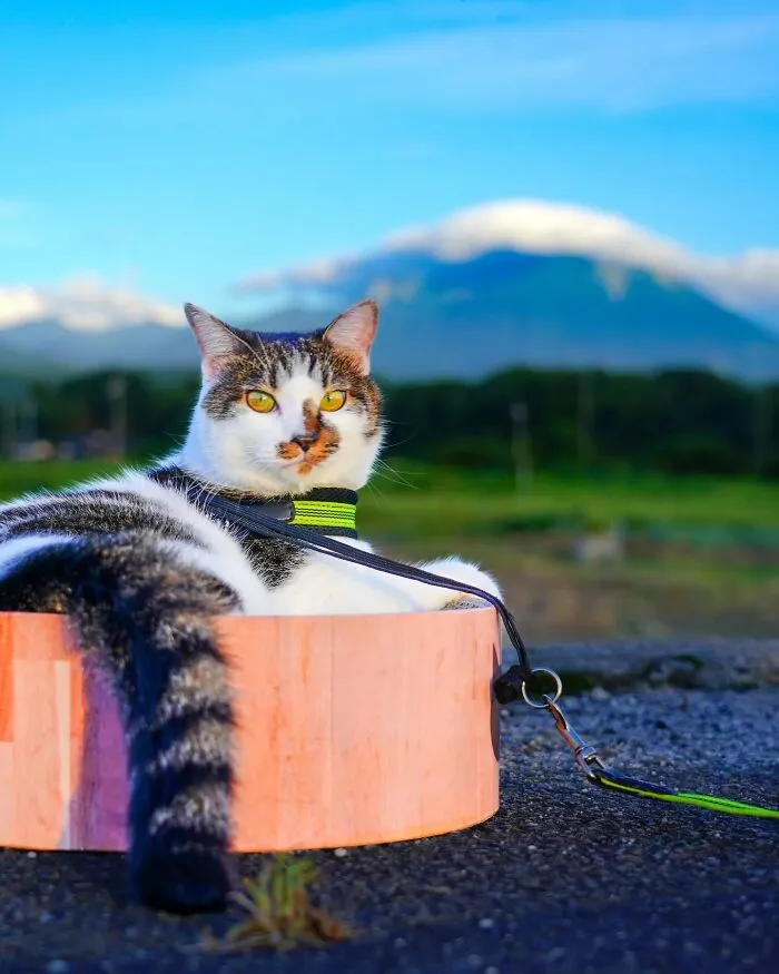 Traveling Cats: 30 Purrfect Photos Of Two Cats Accompanying Their Humans Around Japan (New Pics)