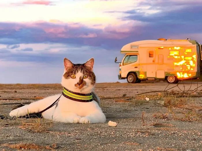 Traveling Cats: 30 Purrfect Photos Of Two Cats Accompanying Their Humans Around Japan (New Pics)