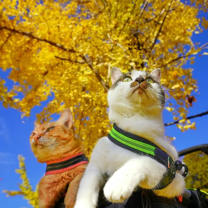 Traveling Cats: 30 Purrfect Photos Of Two Cats Accompanying Their Humans Around Japan (New Pics)