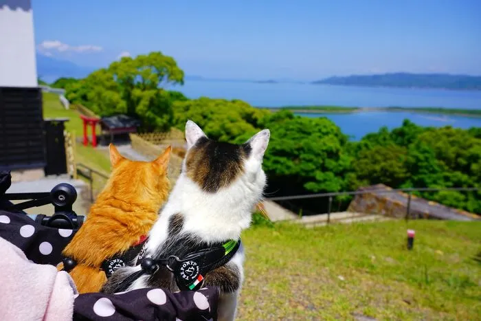 Traveling Cats: 30 Purrfect Photos Of Two Cats Accompanying Their Humans Around Japan (New Pics)