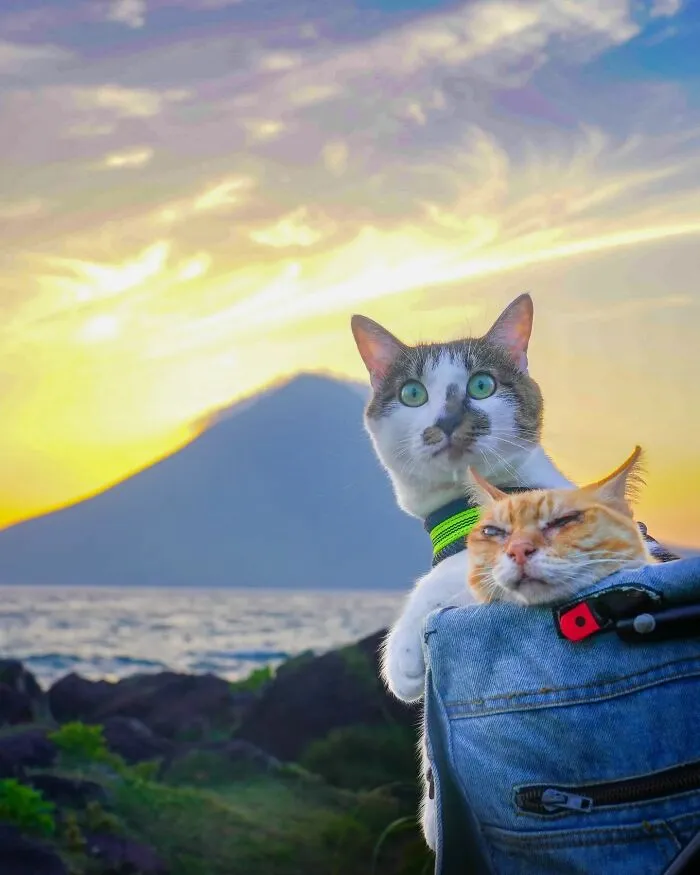 Traveling Cats: 30 Purrfect Photos Of Two Cats Accompanying Their Humans Around Japan (New Pics)