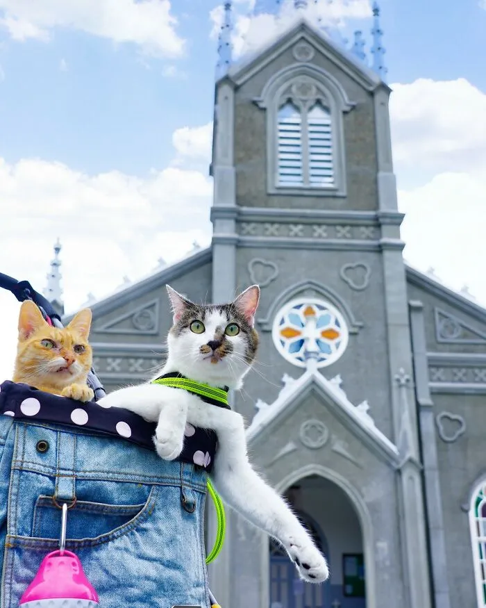 Traveling Cats: 30 Purrfect Photos Of Two Cats Accompanying Their Humans Around Japan (New Pics)