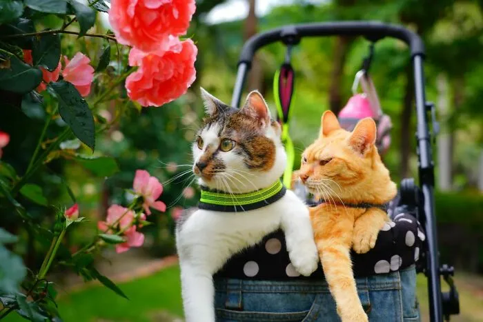 Traveling Cats: 30 Purrfect Photos Of Two Cats Accompanying Their Humans Around Japan (New Pics)