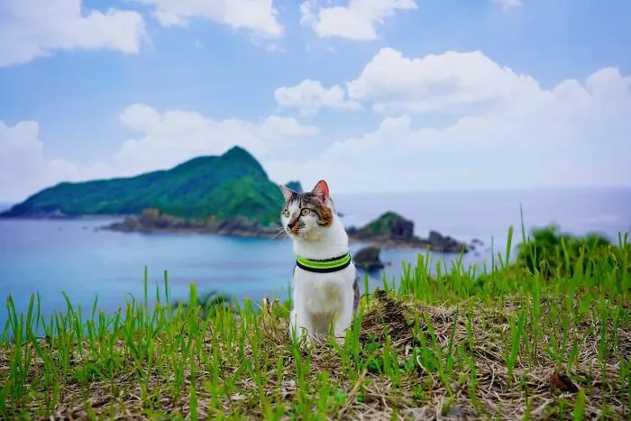 Traveling Cats: 30 Purrfect Photos Of Two Cats Accompanying Their Humans Around Japan (New Pics)