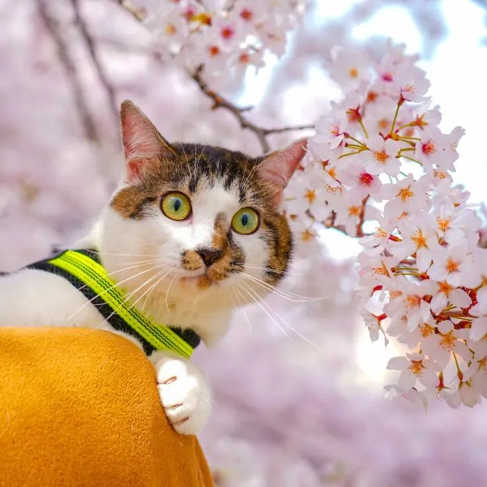 Traveling Cats: 30 Purrfect Photos Of Two Cats Accompanying Their Humans Around Japan (New Pics)