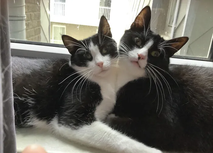25 Pics Of Purrfect Duos And Trios That Made Lovecats’ International Wall Calendar Over The Last Decade