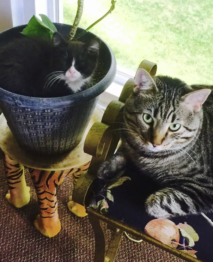 25 Pics Of Purrfect Duos And Trios That Made Lovecats’ International Wall Calendar Over The Last Decade