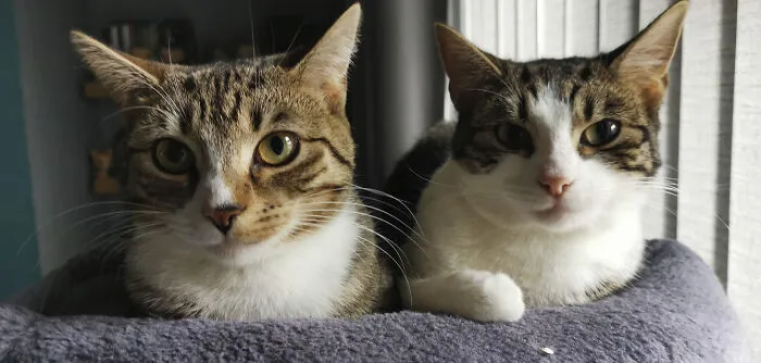 25 Pics Of Purrfect Duos And Trios That Made Lovecats’ International Wall Calendar Over The Last Decade