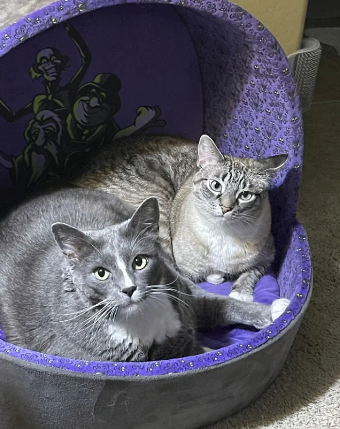 25 Pics Of Purrfect Duos And Trios That Made Lovecats’ International Wall Calendar Over The Last Decade