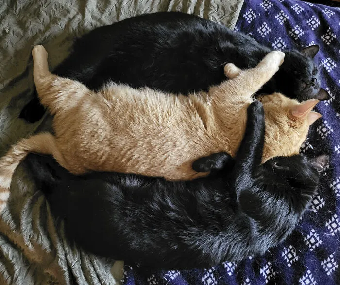 25 Pics Of Purrfect Duos And Trios That Made Lovecats’ International Wall Calendar Over The Last Decade