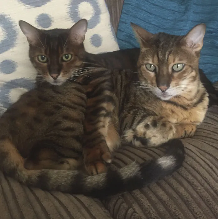 25 Pics Of Purrfect Duos And Trios That Made Lovecats’ International Wall Calendar Over The Last Decade