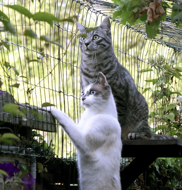 25 Pics Of Purrfect Duos And Trios That Made Lovecats’ International Wall Calendar Over The Last Decade