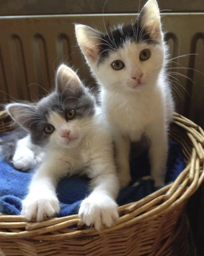 25 Pics Of Purrfect Duos And Trios That Made Lovecats’ International Wall Calendar Over The Last Decade