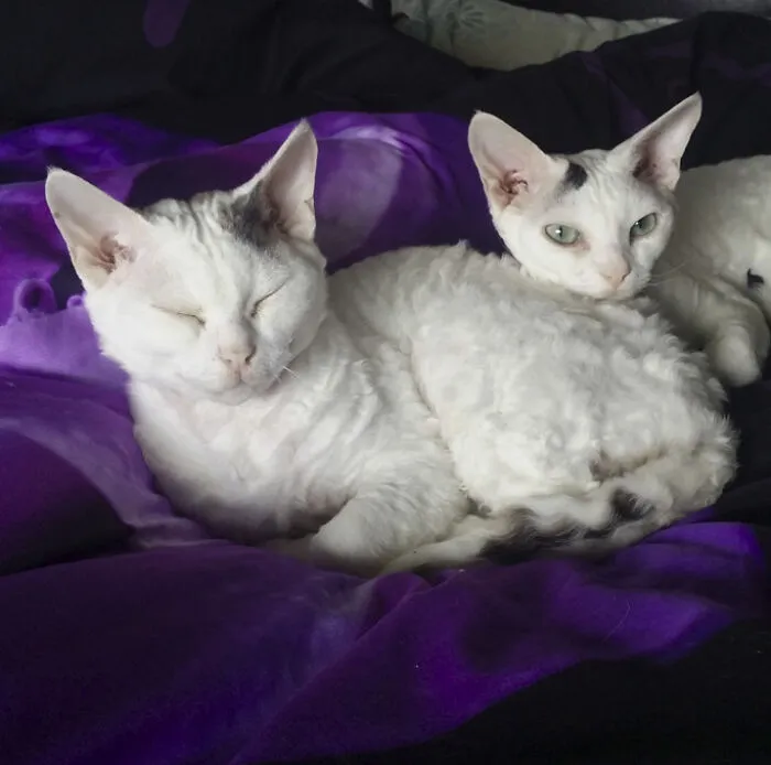 25 Pics Of Purrfect Duos And Trios That Made Lovecats’ International Wall Calendar Over The Last Decade