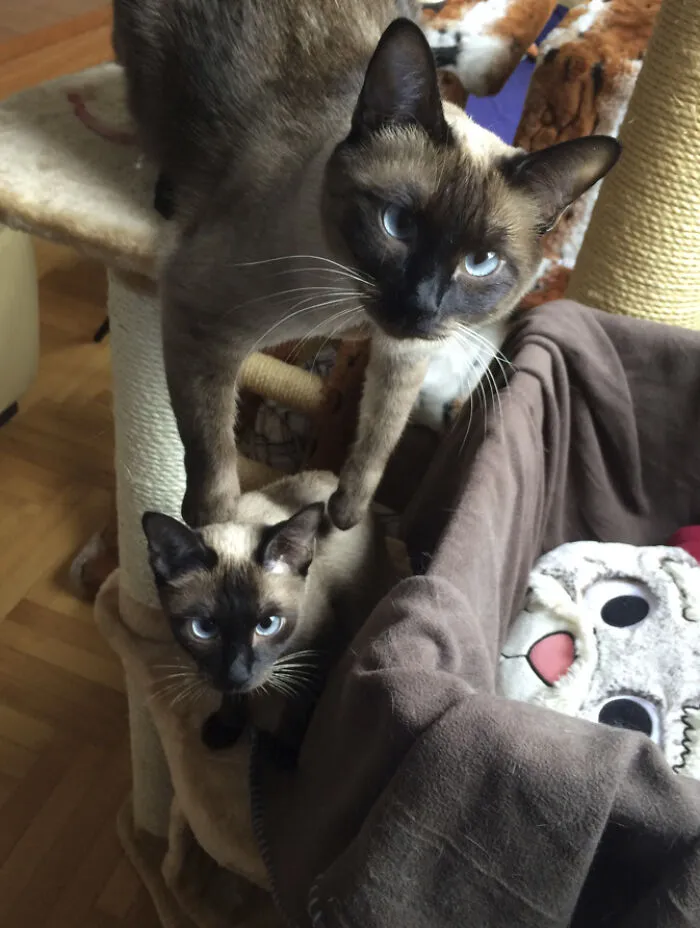 25 Pics Of Purrfect Duos And Trios That Made Lovecats’ International Wall Calendar Over The Last Decade