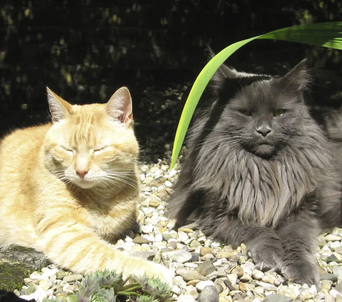 25 Pics Of Purrfect Duos And Trios That Made Lovecats’ International Wall Calendar Over The Last Decade