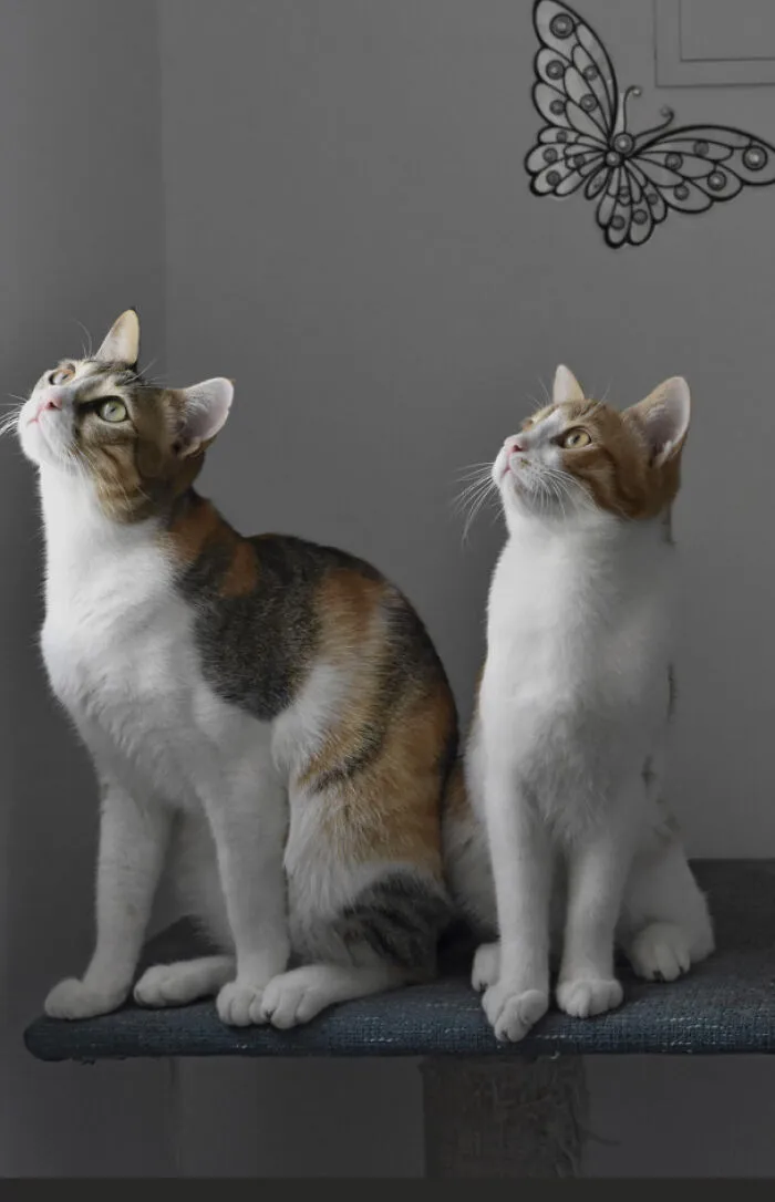 25 Pics Of Purrfect Duos And Trios That Made Lovecats’ International Wall Calendar Over The Last Decade