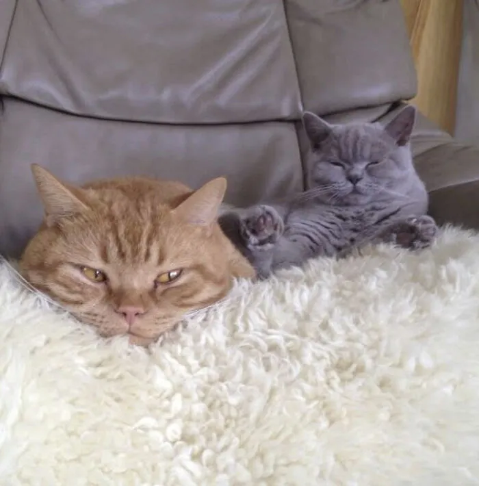 25 Pics Of Purrfect Duos And Trios That Made Lovecats’ International Wall Calendar Over The Last Decade