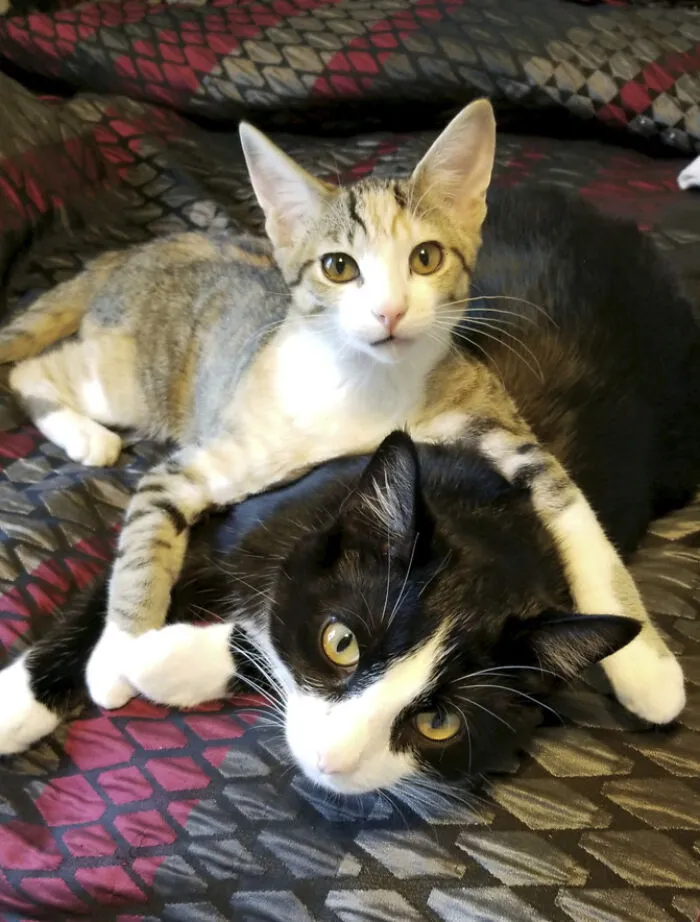 25 Pics Of Purrfect Duos And Trios That Made Lovecats’ International Wall Calendar Over The Last Decade