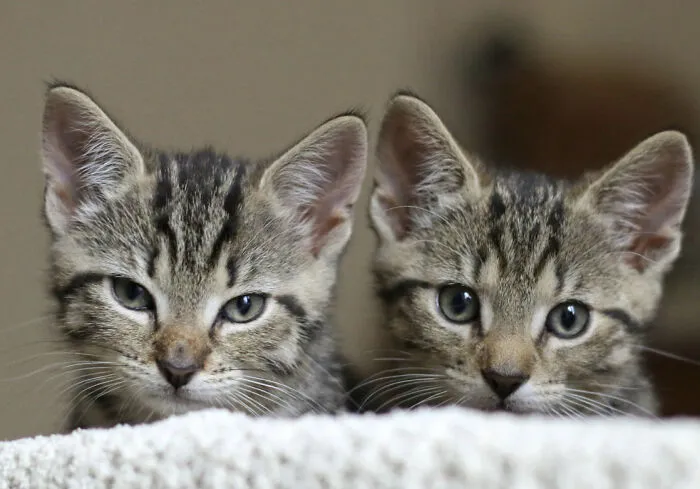 25 Pics Of Purrfect Duos And Trios That Made Lovecats’ International Wall Calendar Over The Last Decade