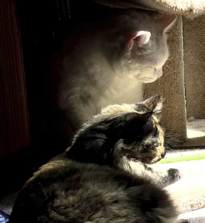 25 Pics Of Purrfect Duos And Trios That Made Lovecats’ International Wall Calendar Over The Last Decade