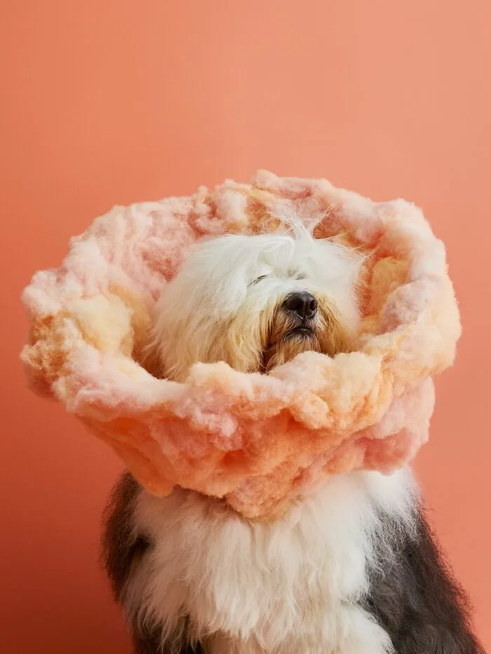 "Cone Of Shame": 14 Playful Dog Photographs By Winnie Au