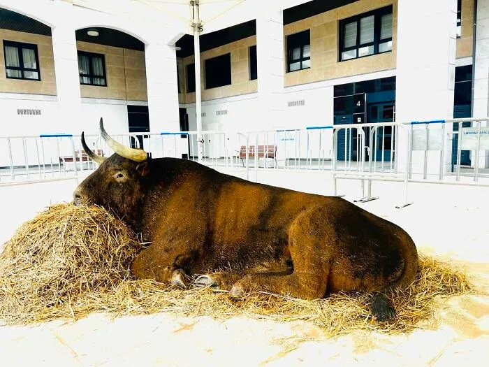 This Artist’s Sand Sculptures Are So Lifelike, They Might Fool You At First Glance (20 New Pics)
