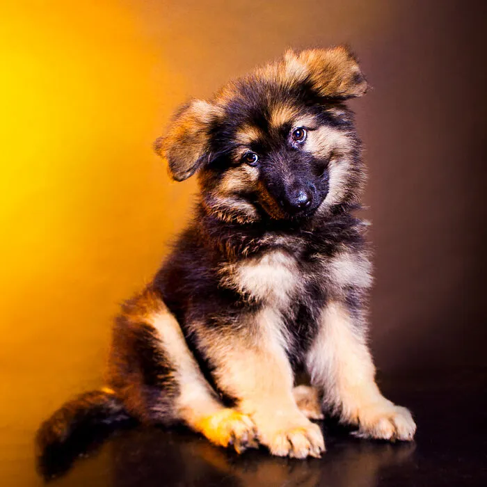 My 13 Colorful And Vibrant Canine Portraits That I Took For A Dog Calendar