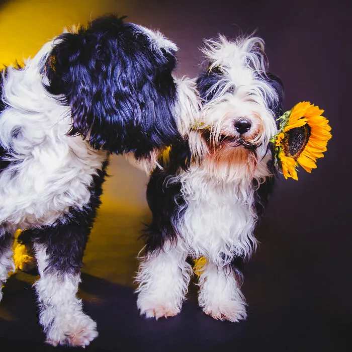 My 13 Colorful And Vibrant Canine Portraits That I Took For A Dog Calendar