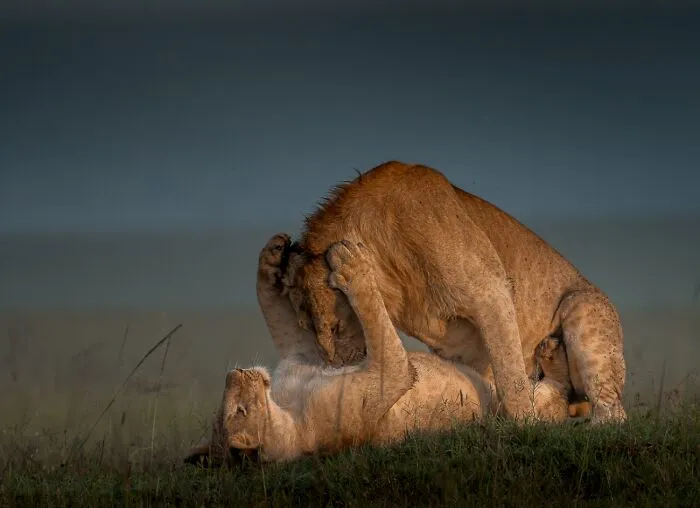Animales en su entorno, Mención Honorífica: La intimidad en su apogeo por Sethu Raj R