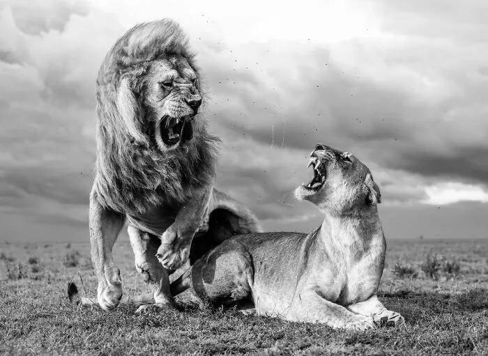 Animales en su entorno, Mención honorífica: El romance ha muerto de William Fortescue