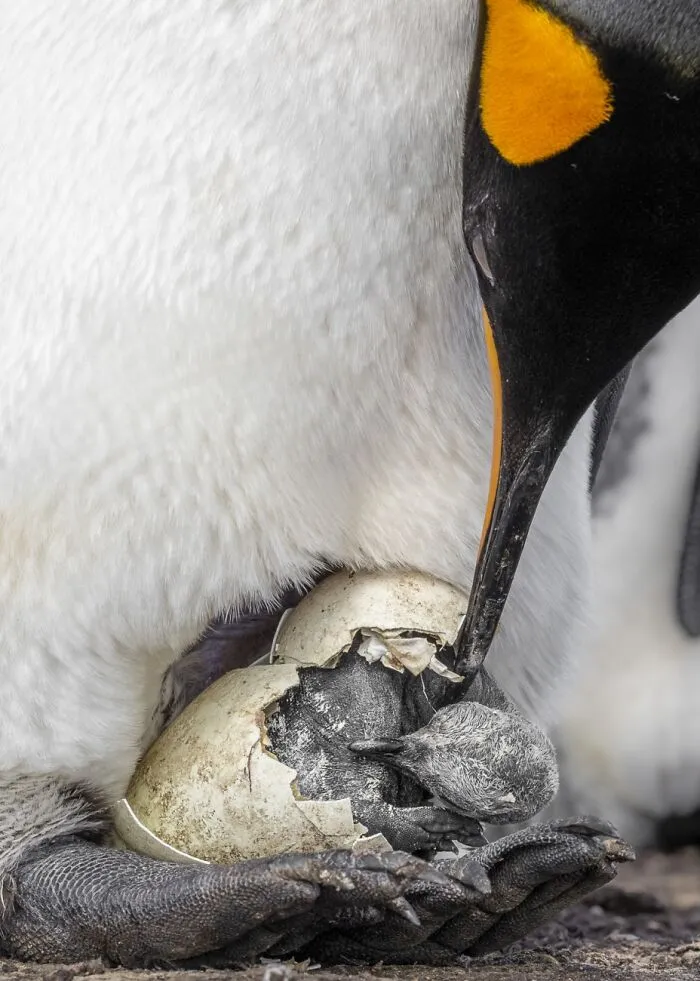 Animales en su entorno, Mención Honorífica: Dinastía de Pingüinos: La primera mirada del heredero Por Adriana Basques