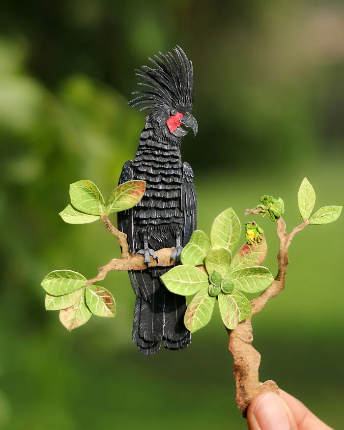 Palm Cockatoo