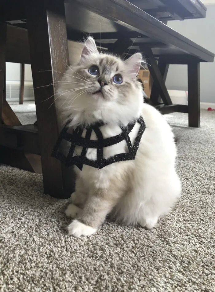 Willow From The US