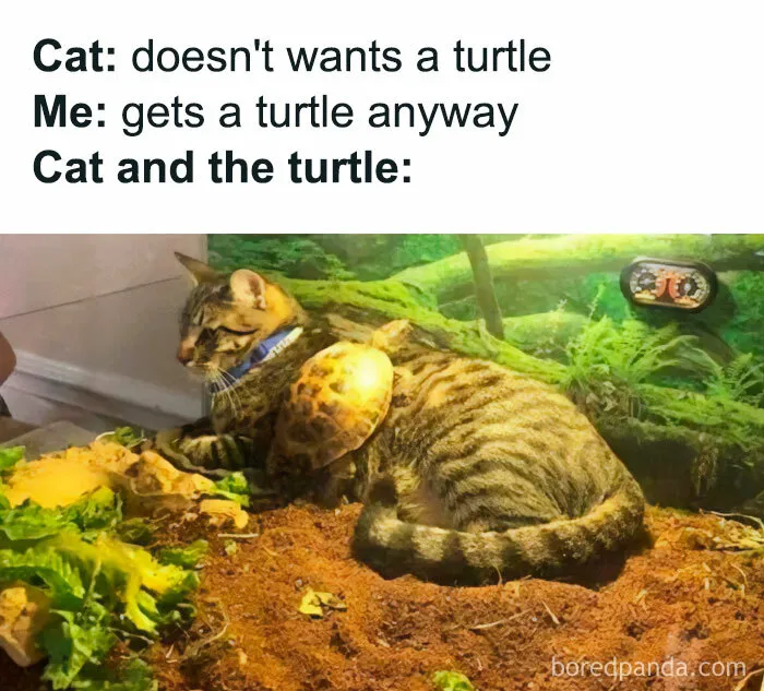 “When the Cat Didn't Ask for a Turtle, but Now It's Stuck with One”