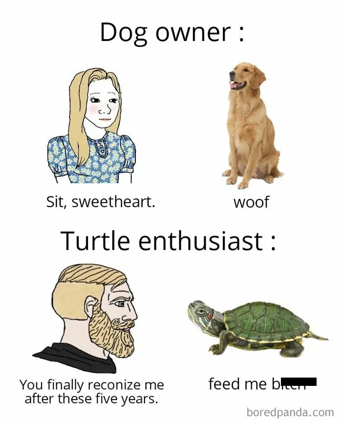 Turtle Owner vs Dog Owner