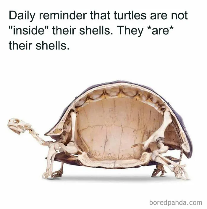 Turtle Facts