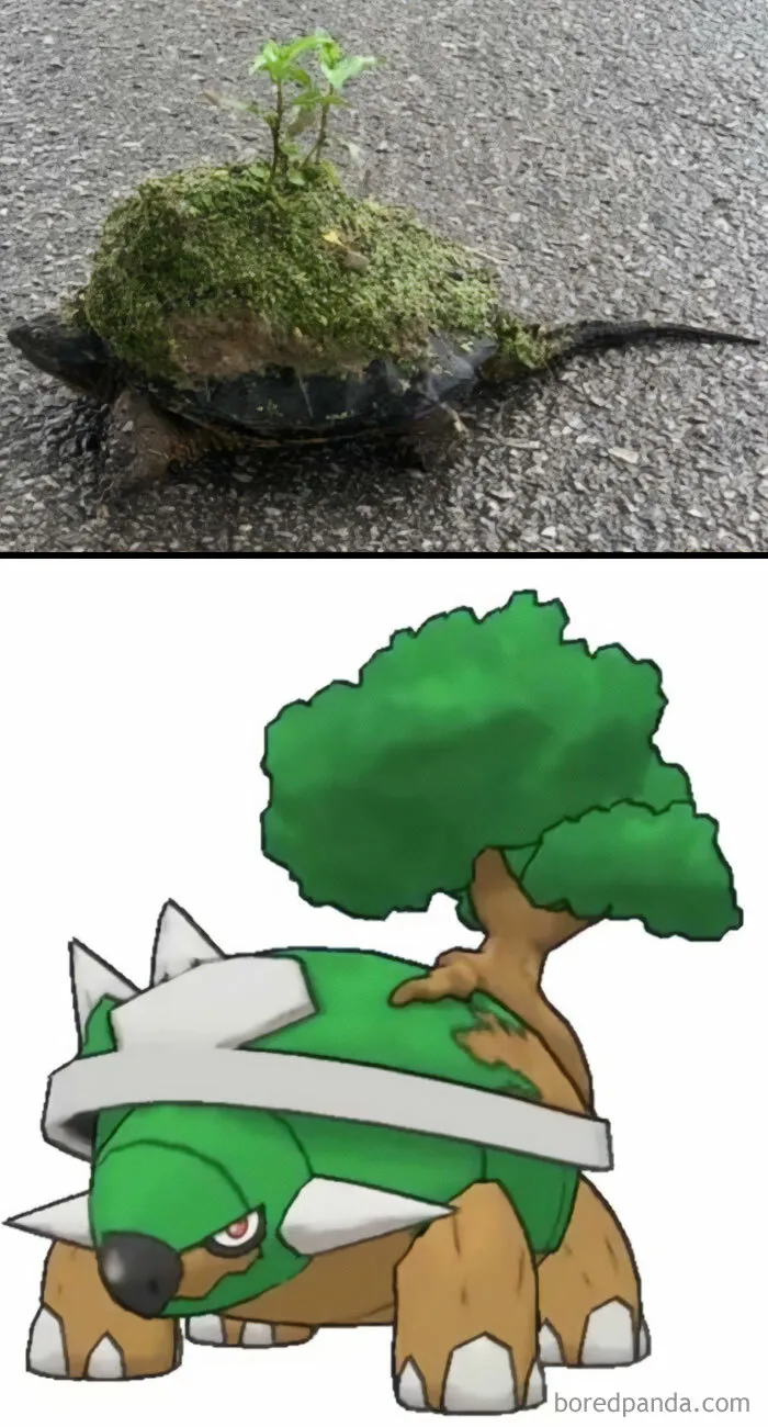 “When Nature and Pokémon Collide”