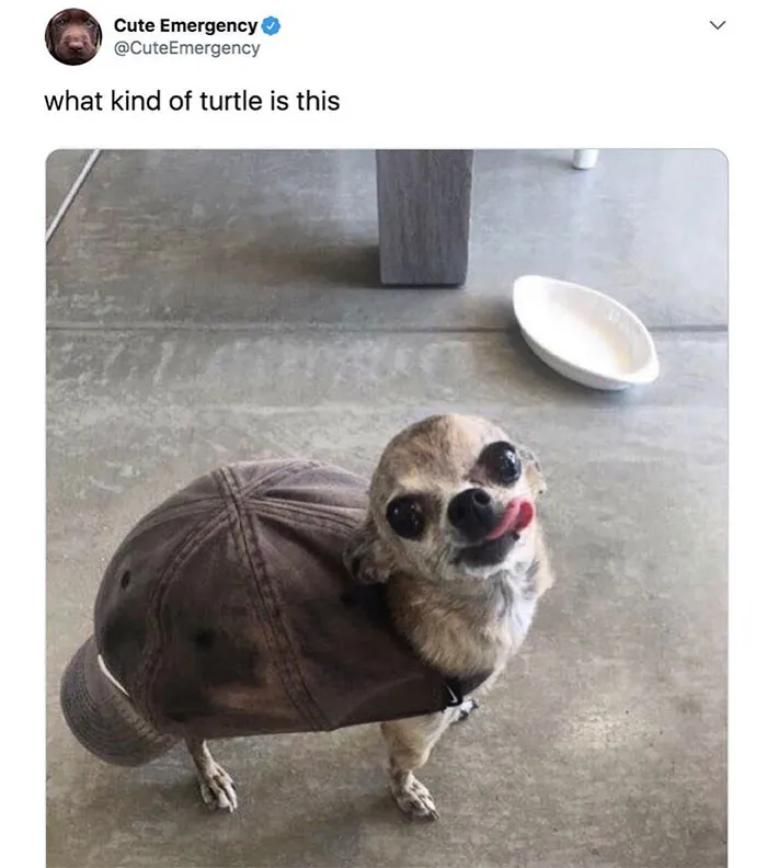 Mexican Turtle