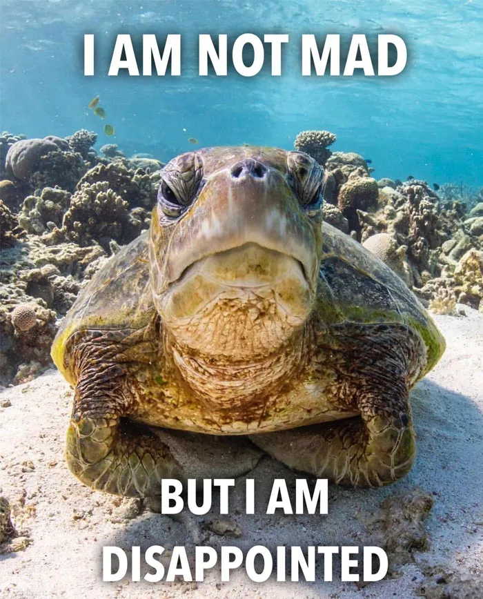 A Disappointed Turtle