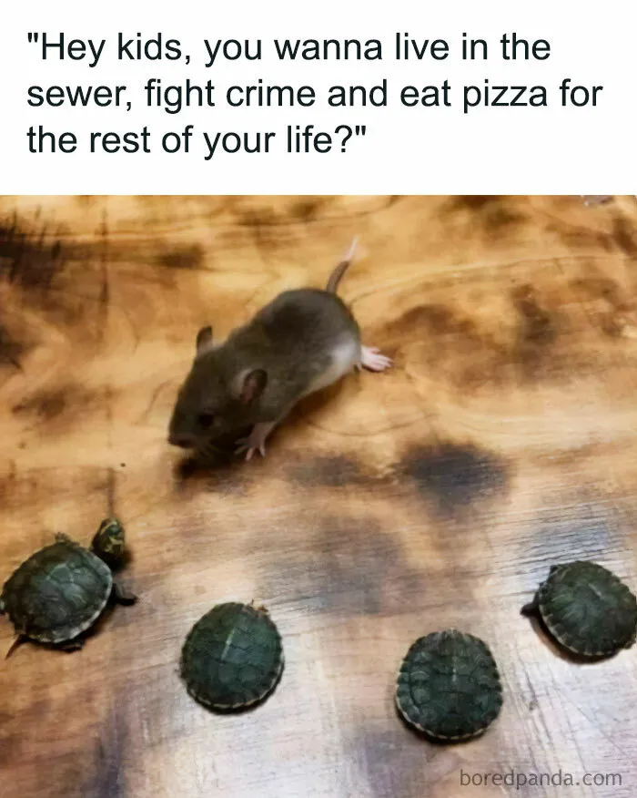 The Master Splinter Sales Pitch