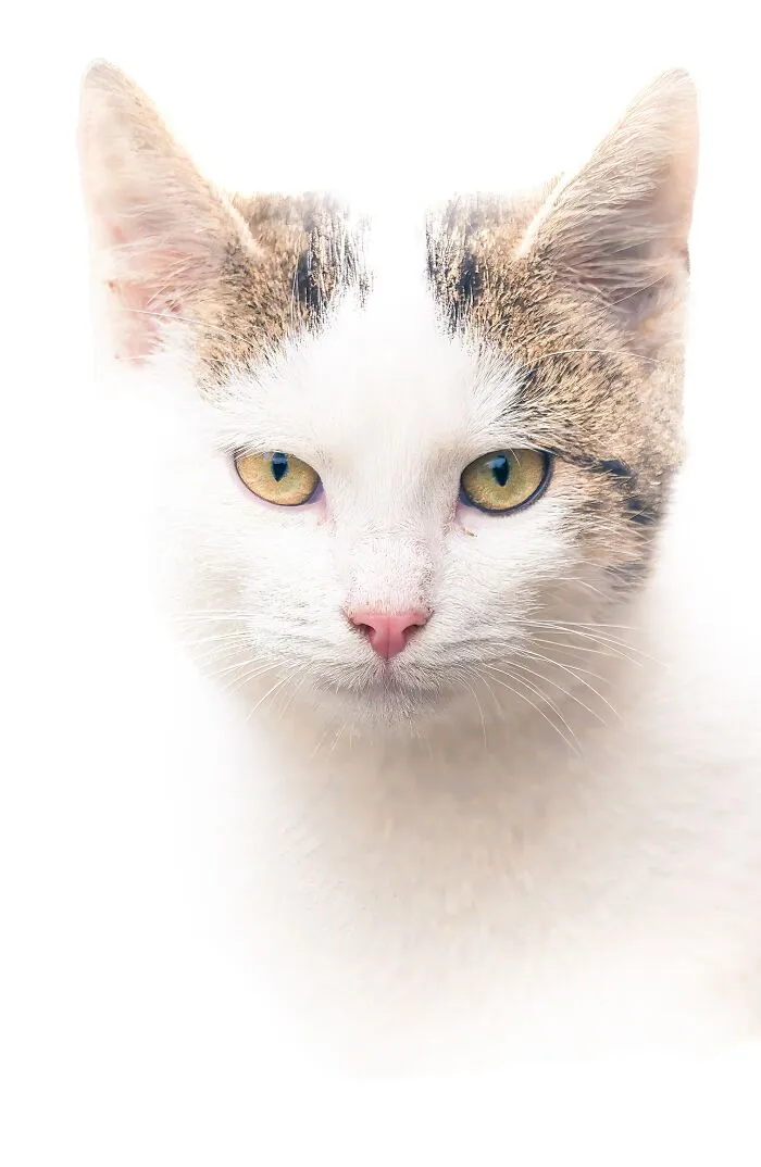 I Photographed 40 Street Cats To Celebrate Their Quirky And Endearing Personalities
