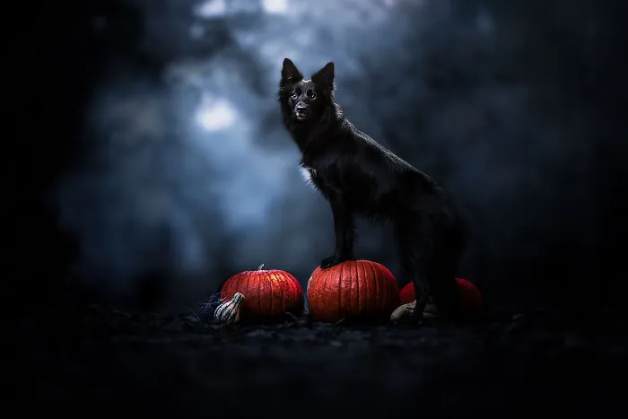 The Cute Witch
