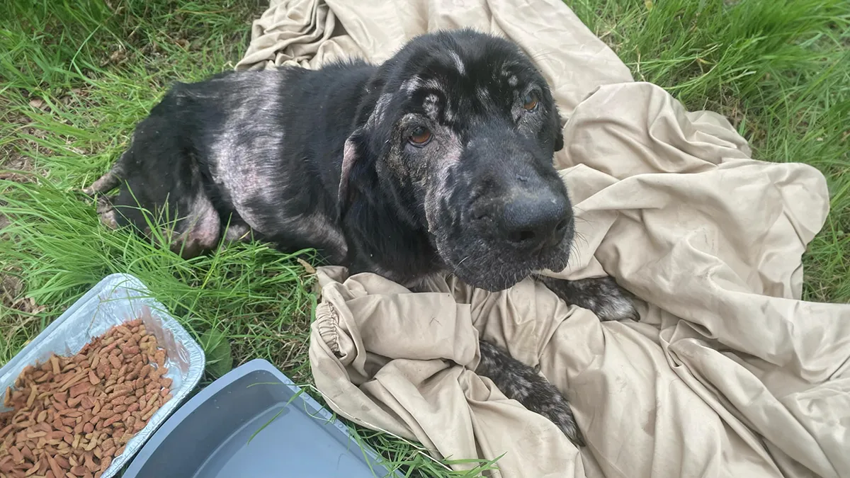 When She Was Found Dumped In An Empty Field, She Was Barely Living, But Love And Care Did Wonders