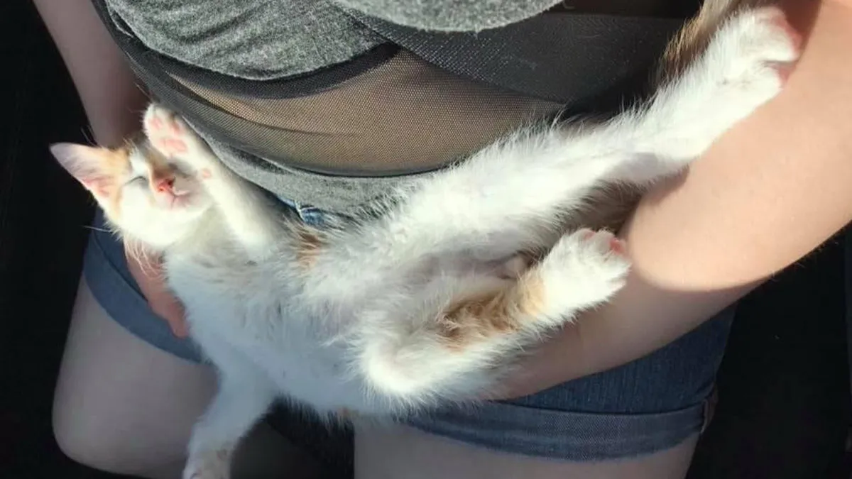 Girl Loses It When Woman Adopts A Cat She Wanted At The Shelter As Punishment For Torturing It