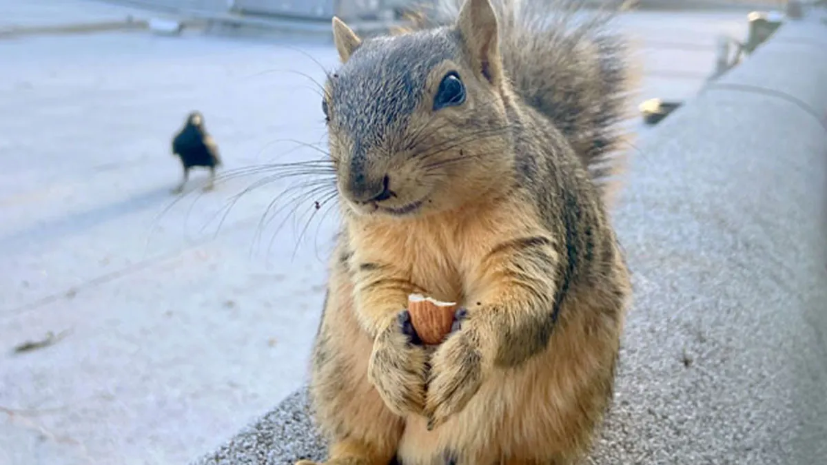 50 Absolutely Adorable Animal Pics To Save Your Day (New Pics)