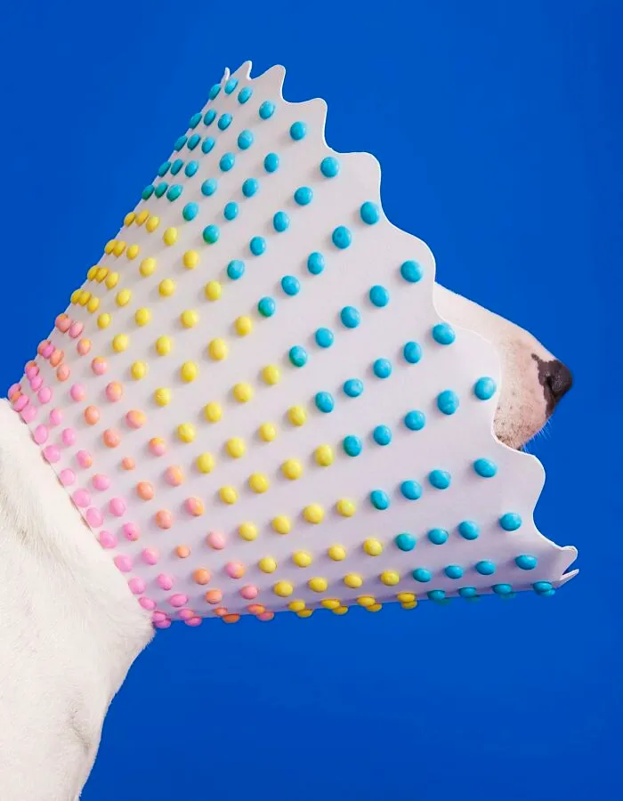 "Cone Of Shame": 14 Playful Dog Photographs By Winnie Au