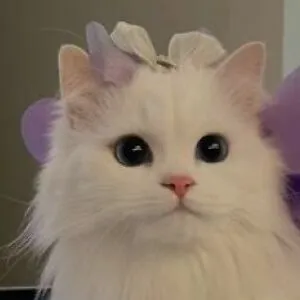 sarcastic cat