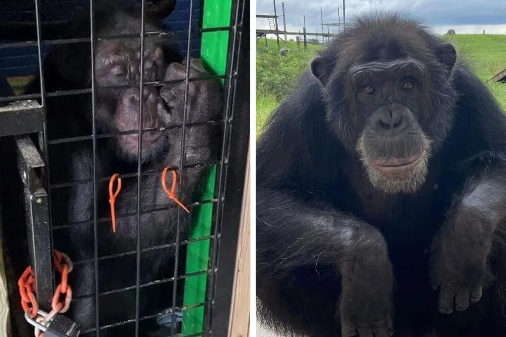 PETA Lawyer Exclusively Opens Up Amid Before And After Photos Of Tonka From “Chimp Crazy”